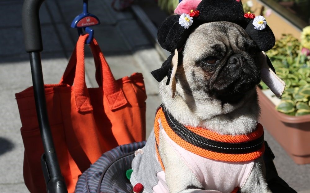 Pug in Stroller