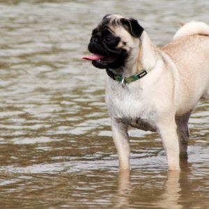 Pug in Water
