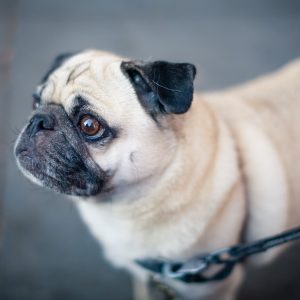Pug on Front Leash
