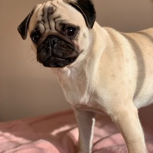 Pug on Pink Bed
