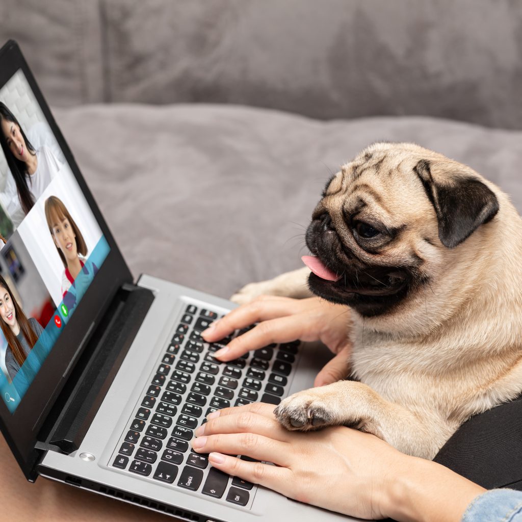 Pug on Zoom