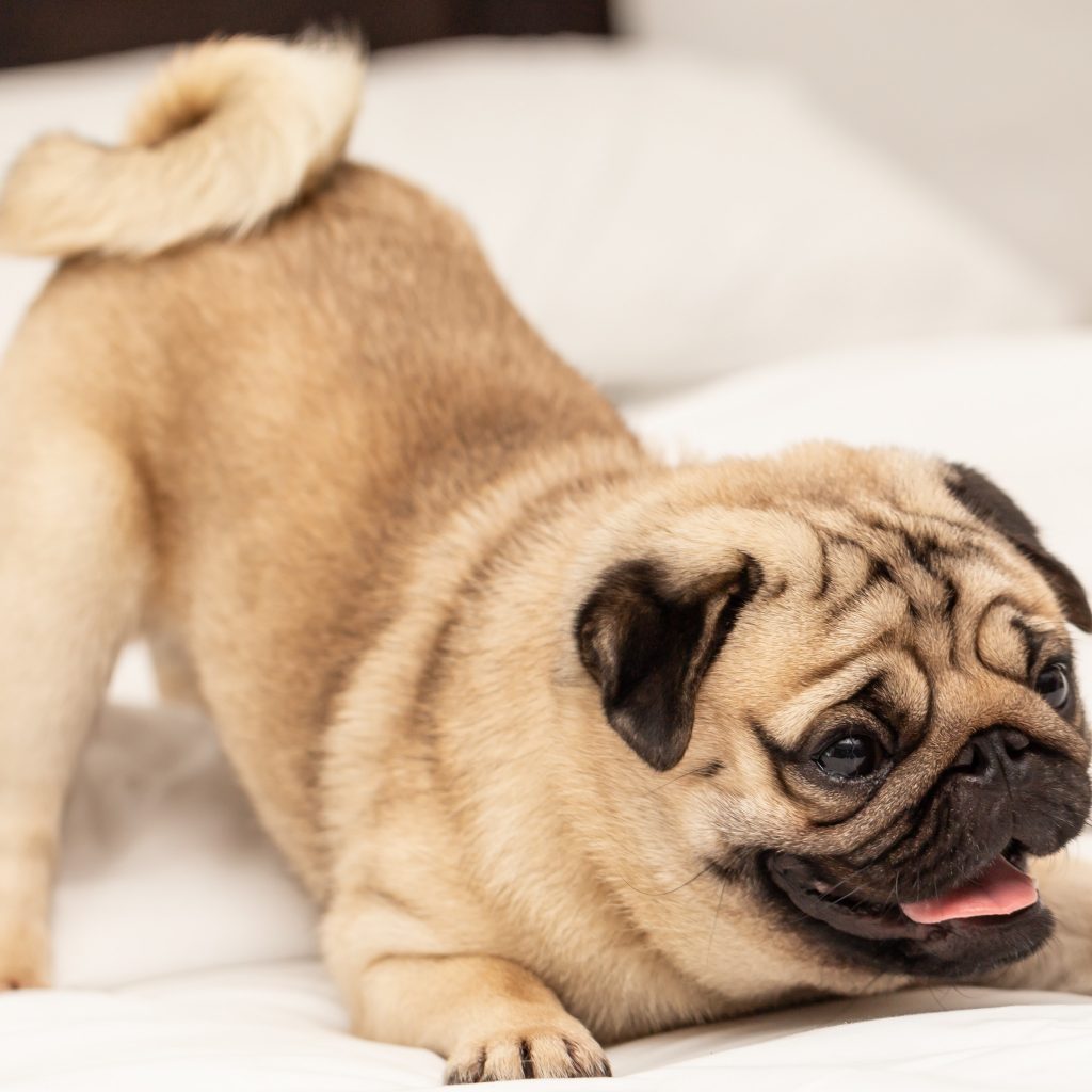 Pug playing on bed