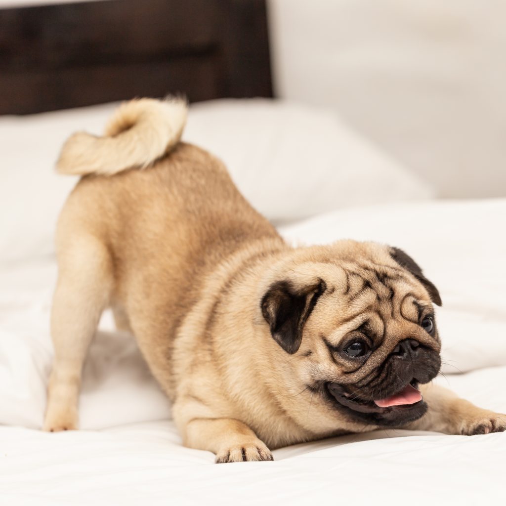 Pug playing on bed