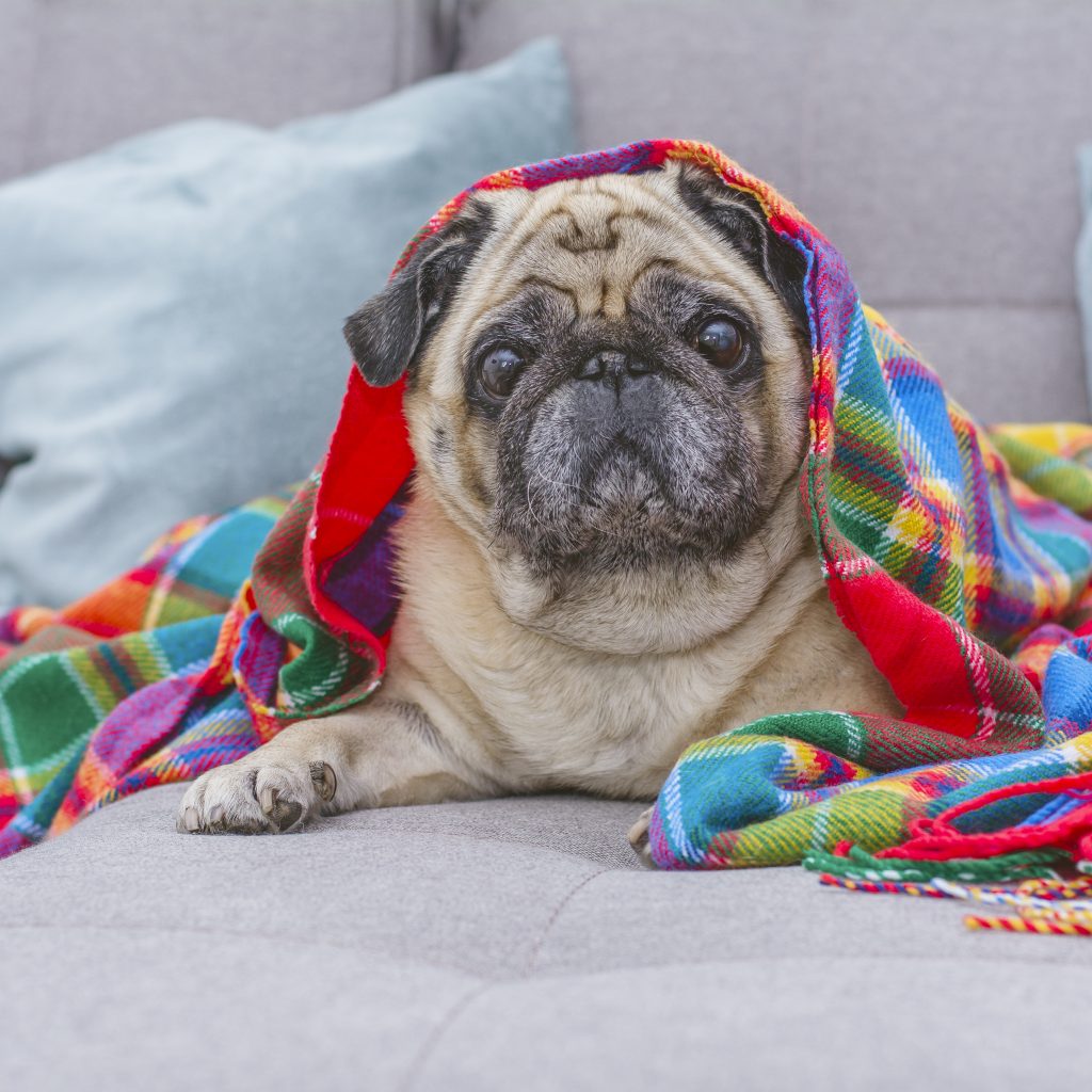 Pug with Colored Blanket