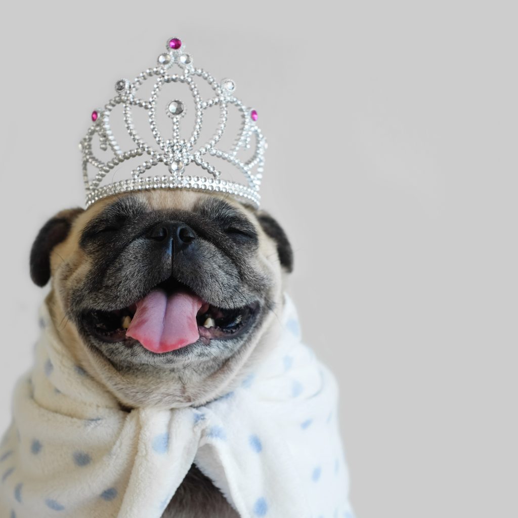 Pug with Crown