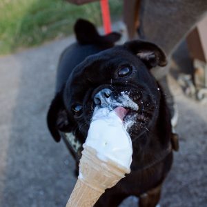 Pug with Ice Cream