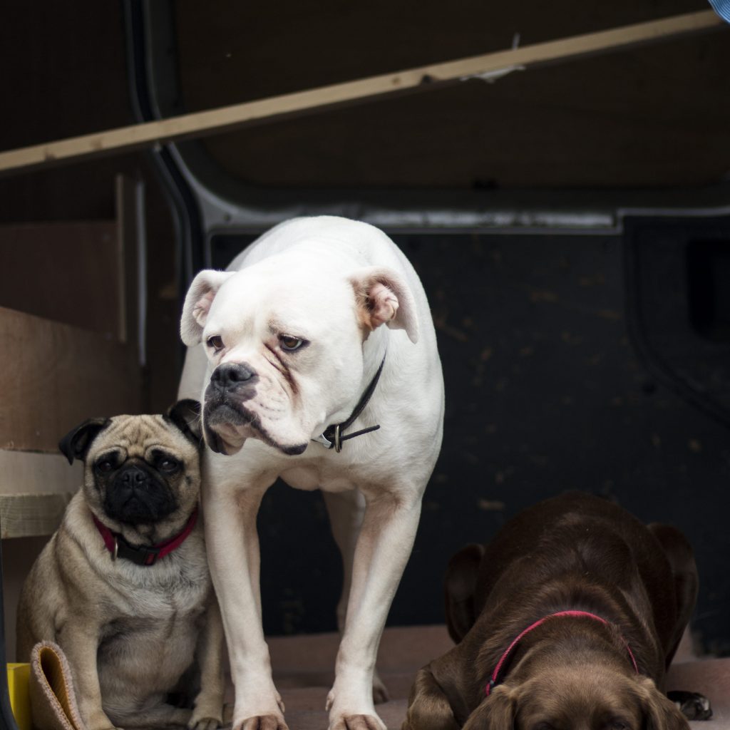 Pug with Other Dogs 1