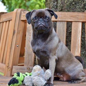 Pug with Toy