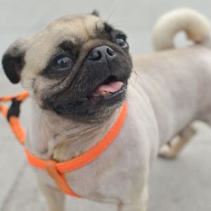 Pug with orange harness