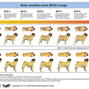 Pug health scheme BCS v2