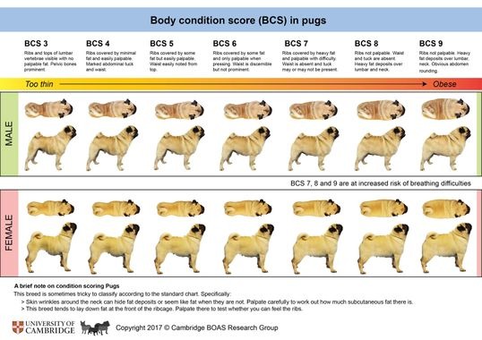 Pug health scheme BCS v2