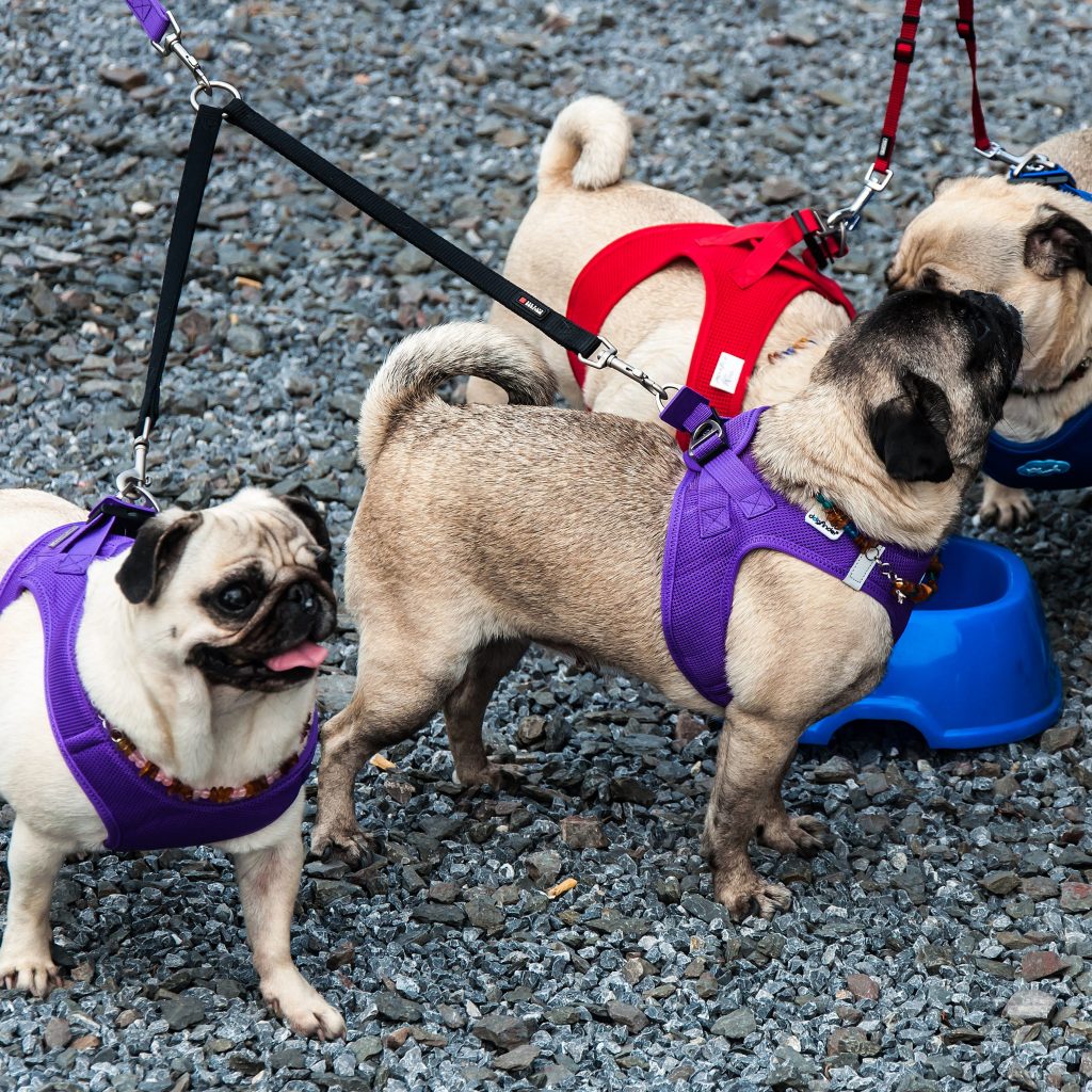 Pugs Together 1024x1024 1