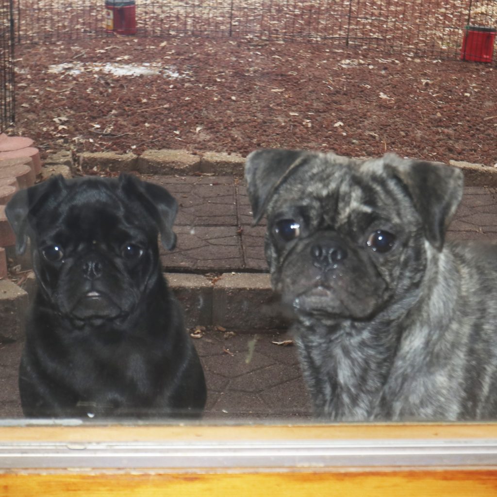 Pugs at Window