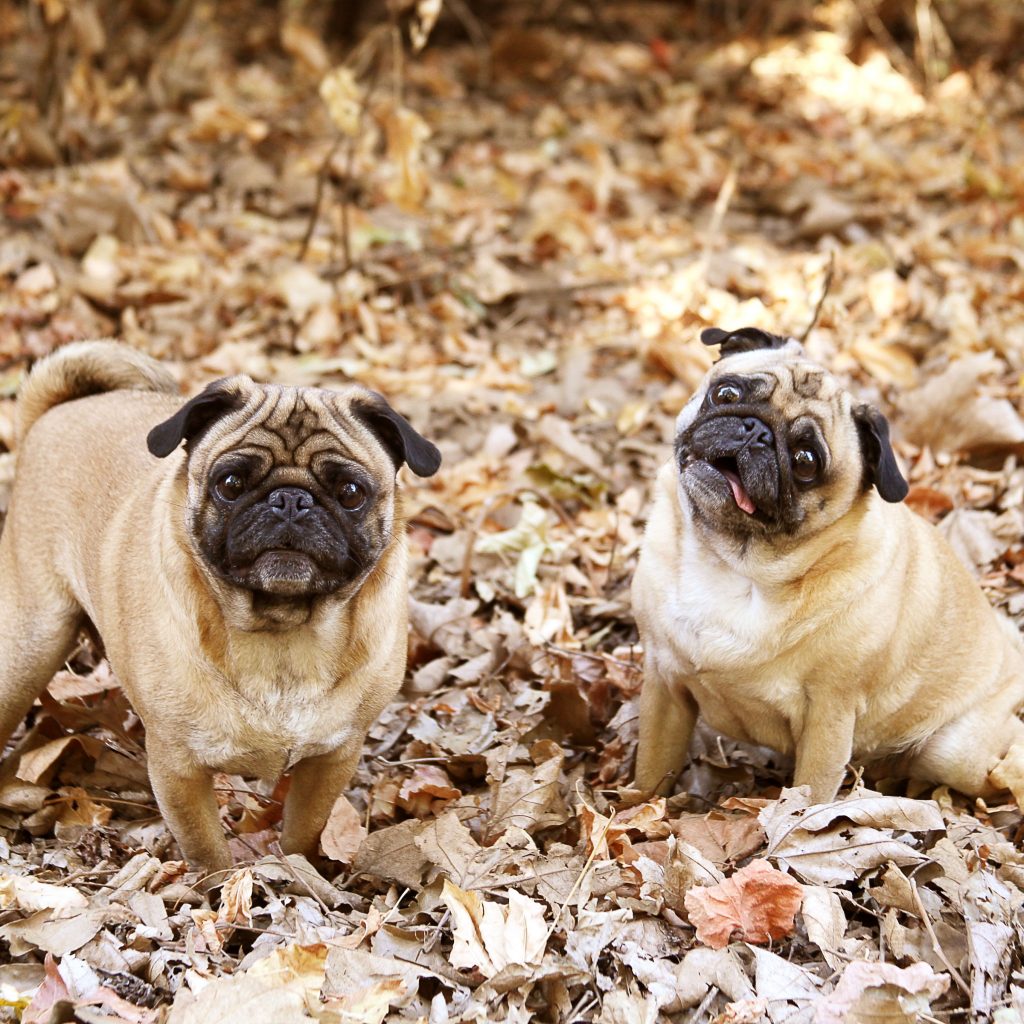 Pugs in leaves 1