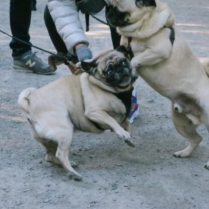 Pugs with tangled leashes