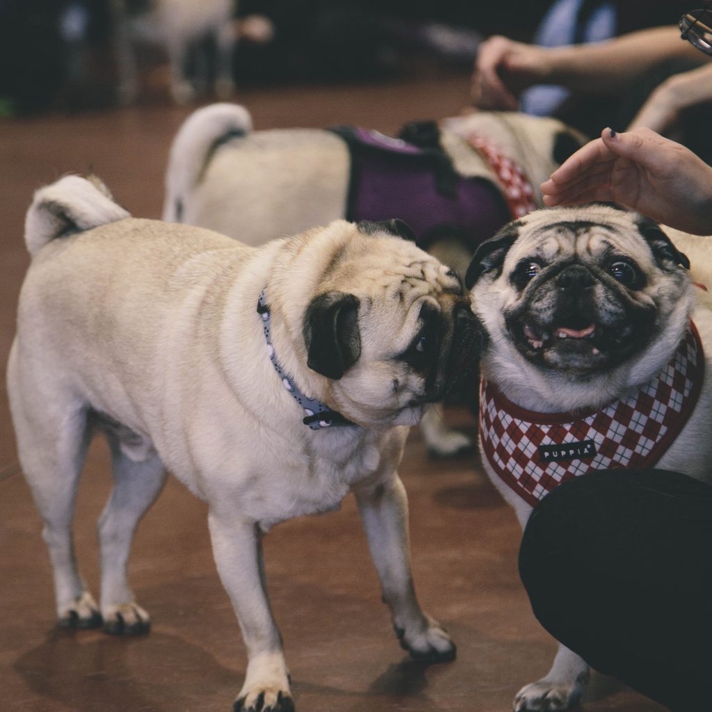 Pugs with Humans