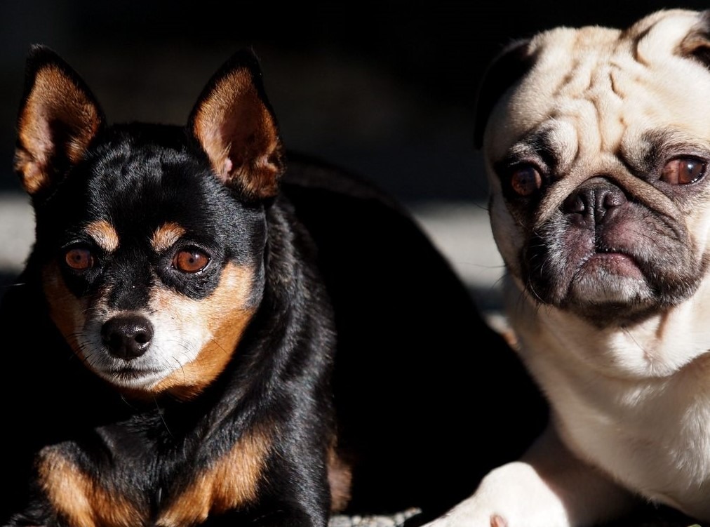 Pugs with other dogs