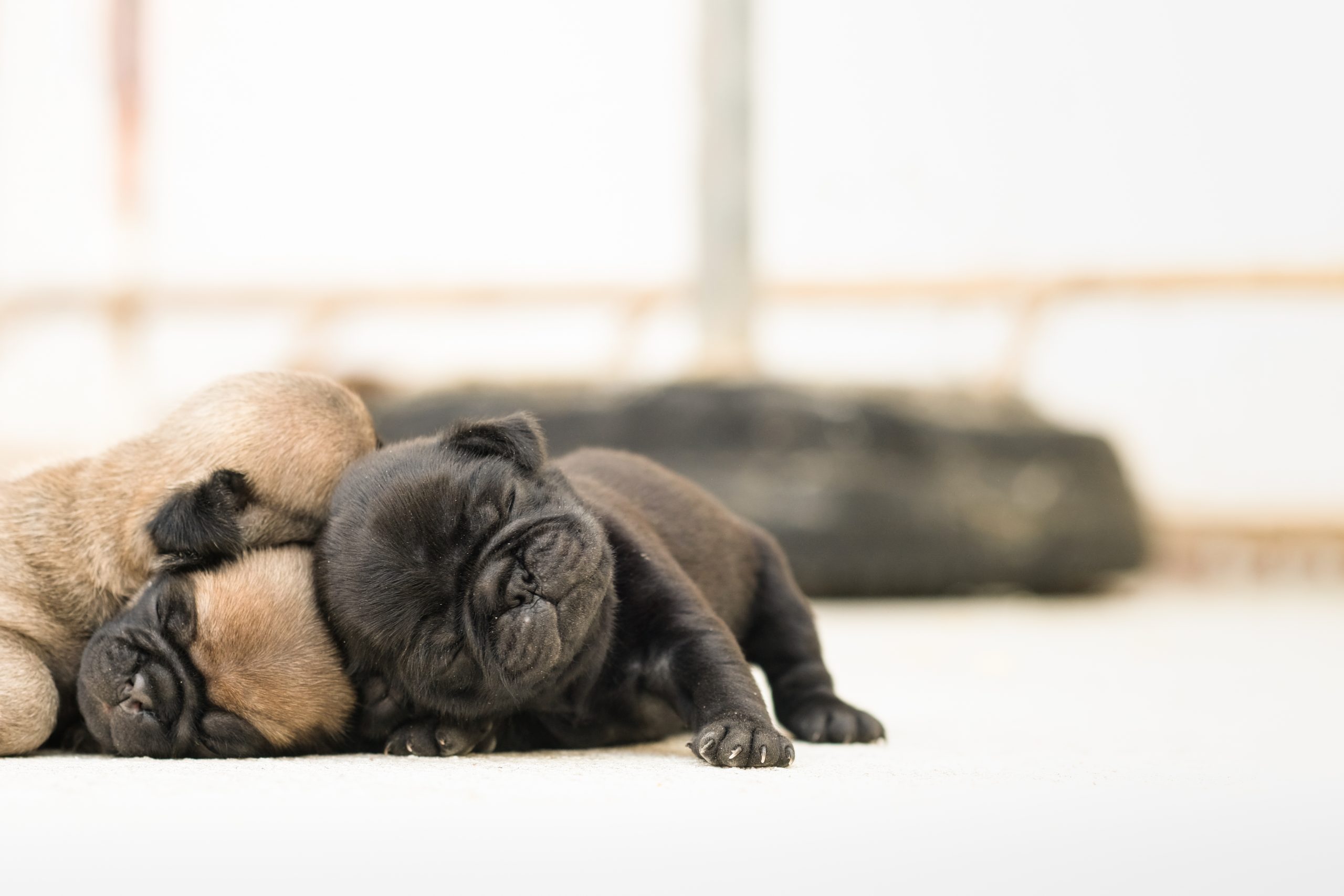 Puppies Sleeping