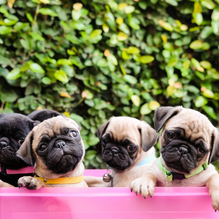 Puppies in Wagon