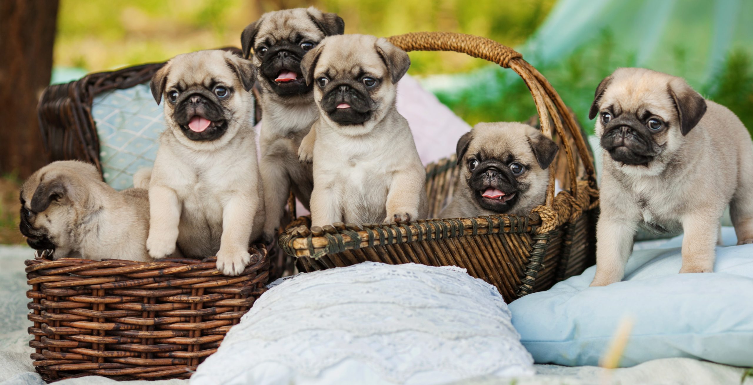 Puppies in a Basket