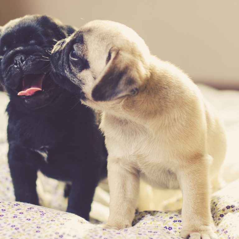 Puppies on bed