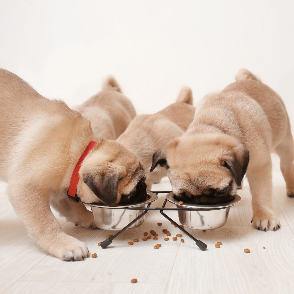 Pug Puppy Breakfast