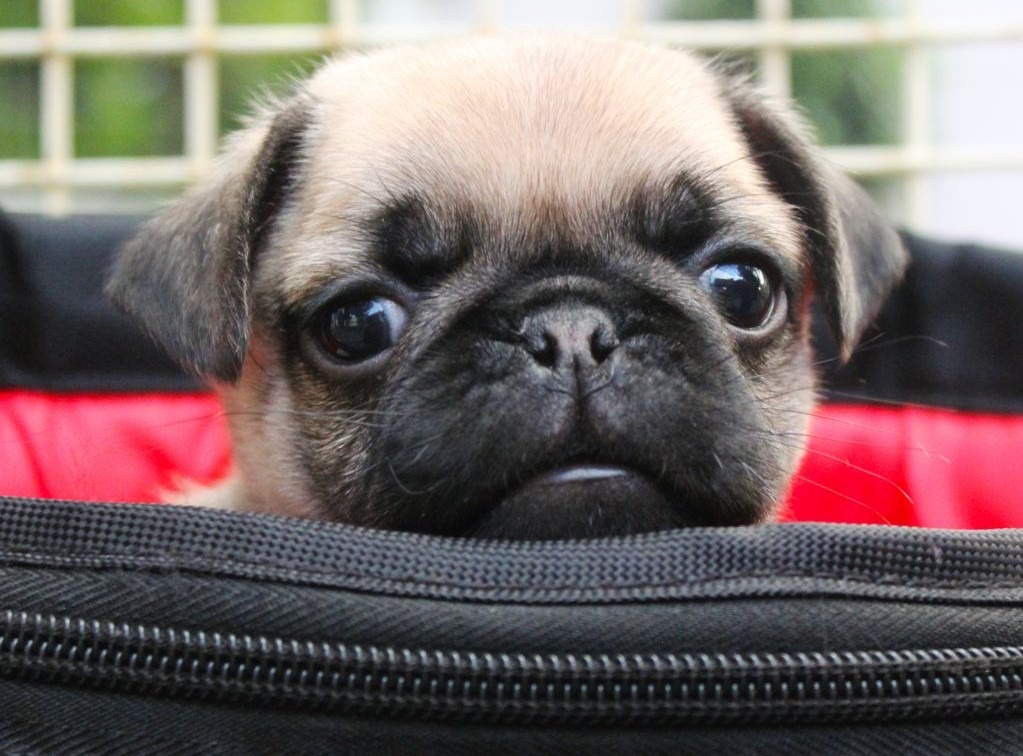 Puppy in Bag