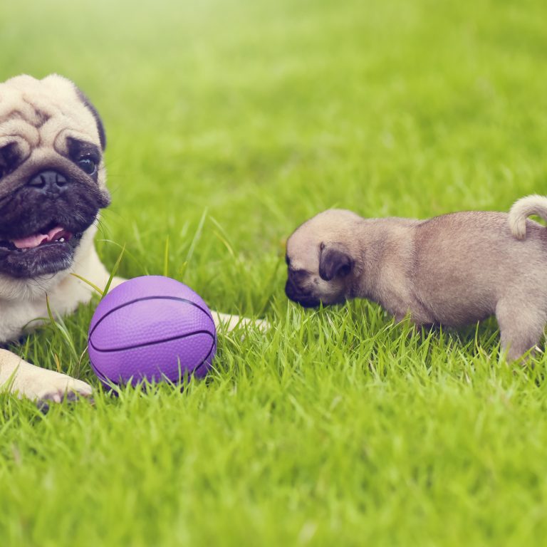 Pug Puppy with toy