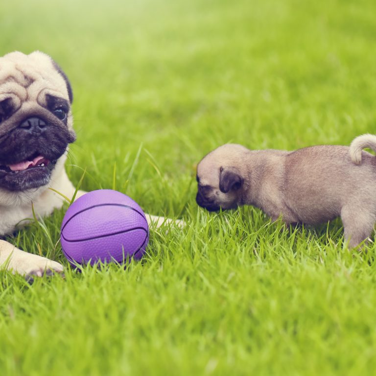 pug puppies price