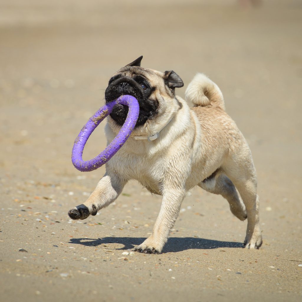 are pugs smart dogs