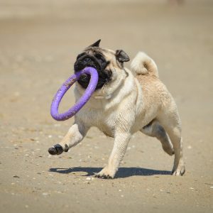 Pug with Purple Ring