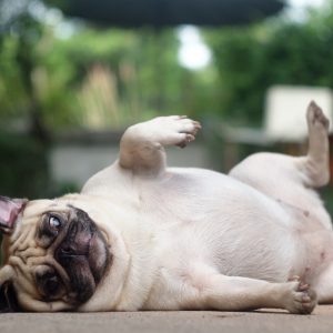 Rolling Over Pug