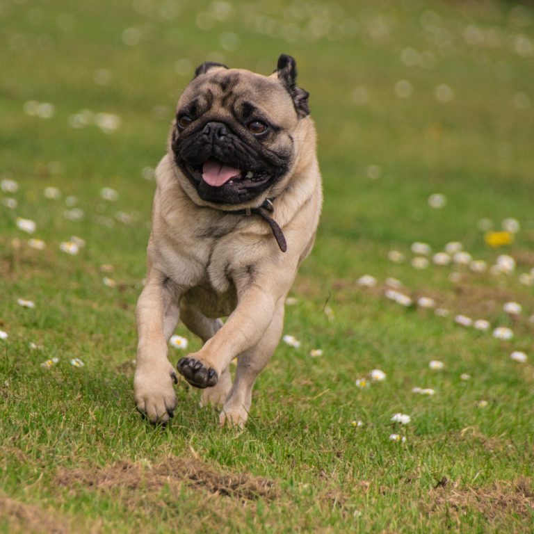 Running Pug