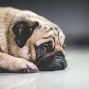 Sad Pug