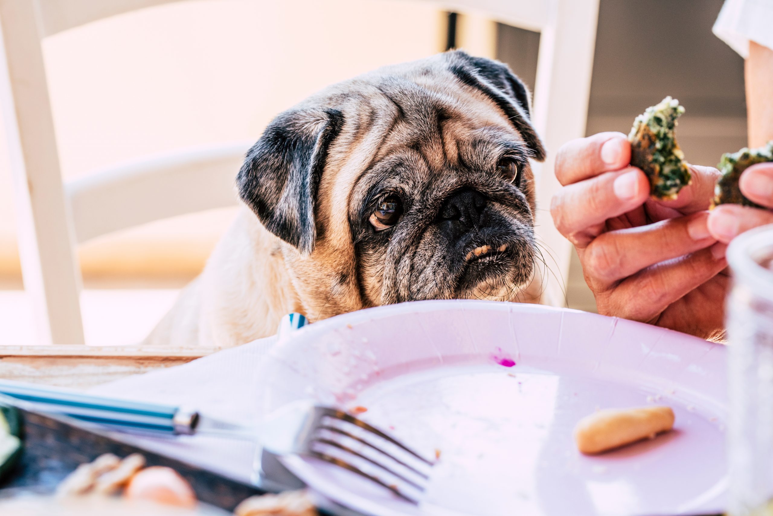 Senior Pug begging