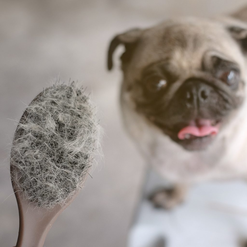 Shedding Pug