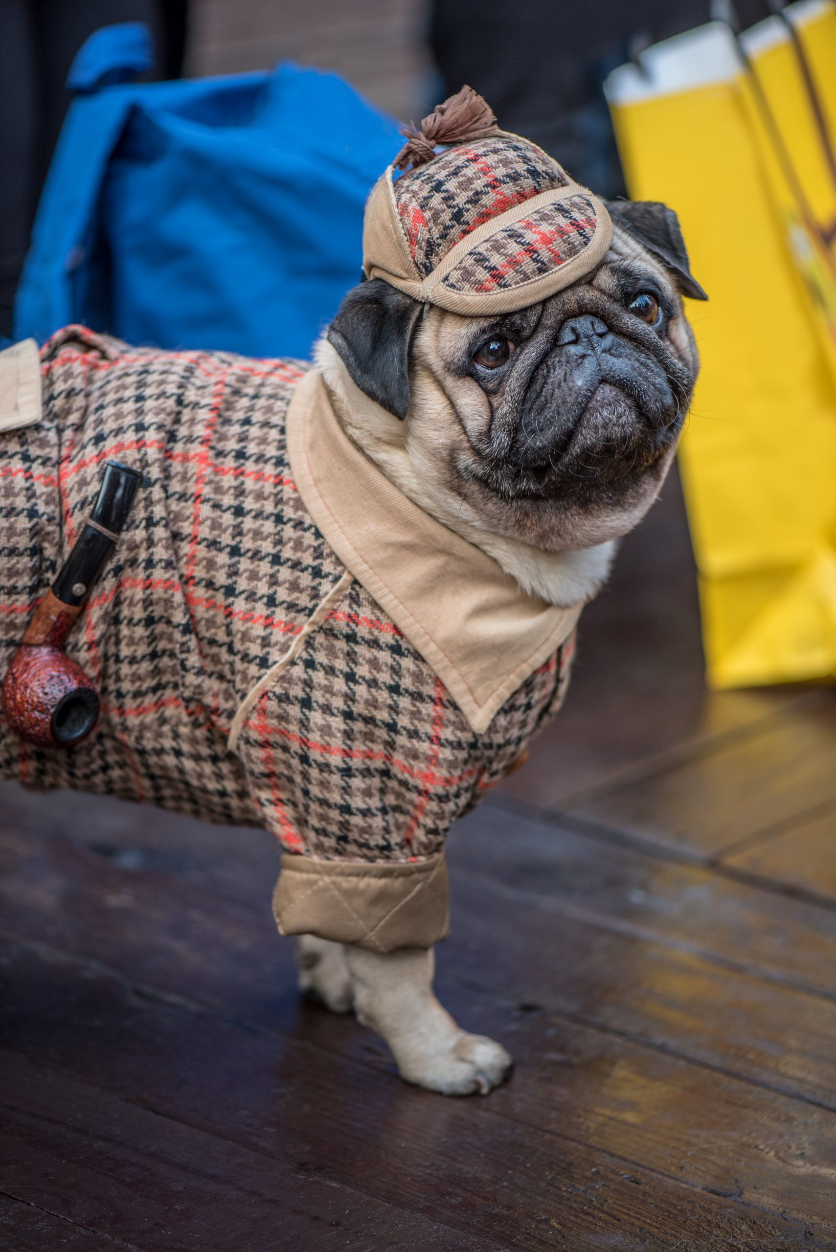 Sherlock Holmes Pug scaled