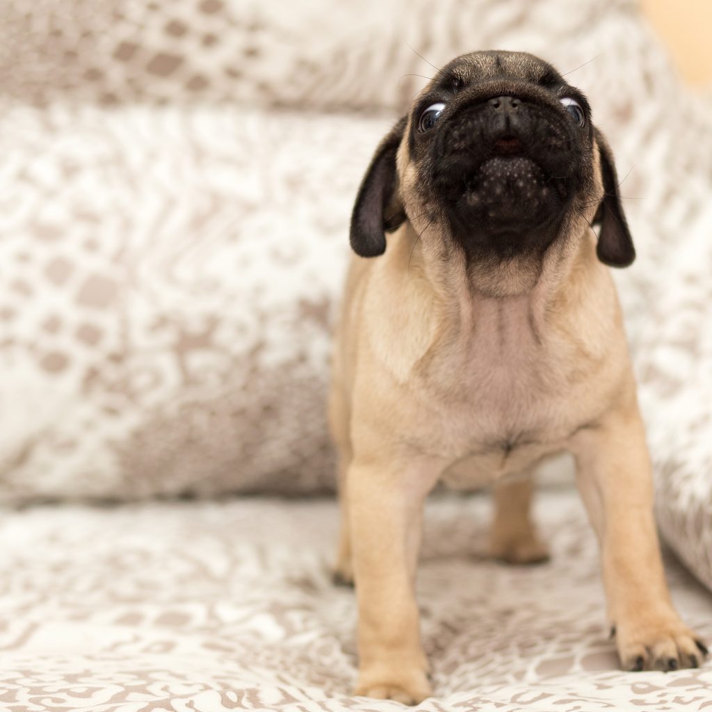 Small Barking Pug