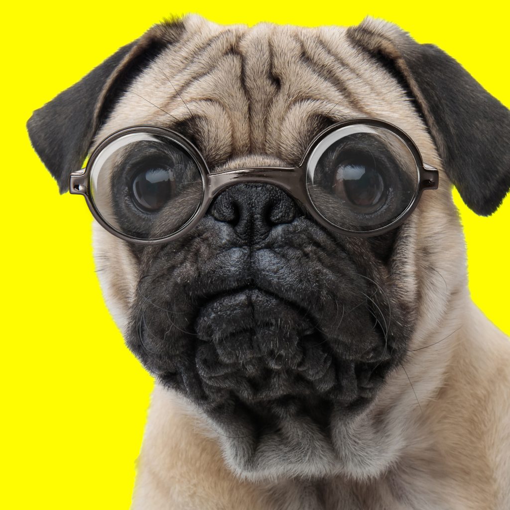 Smart Pug In Glasses | Kooky Pugs