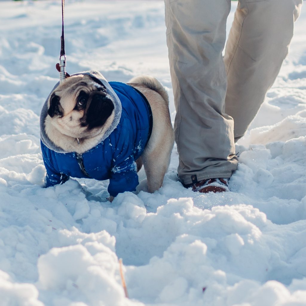 Snow Pug