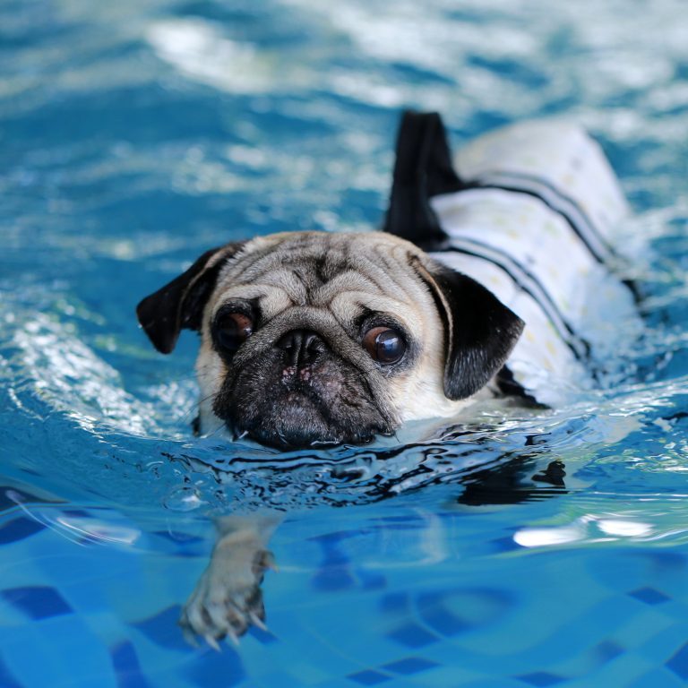Swim Pug