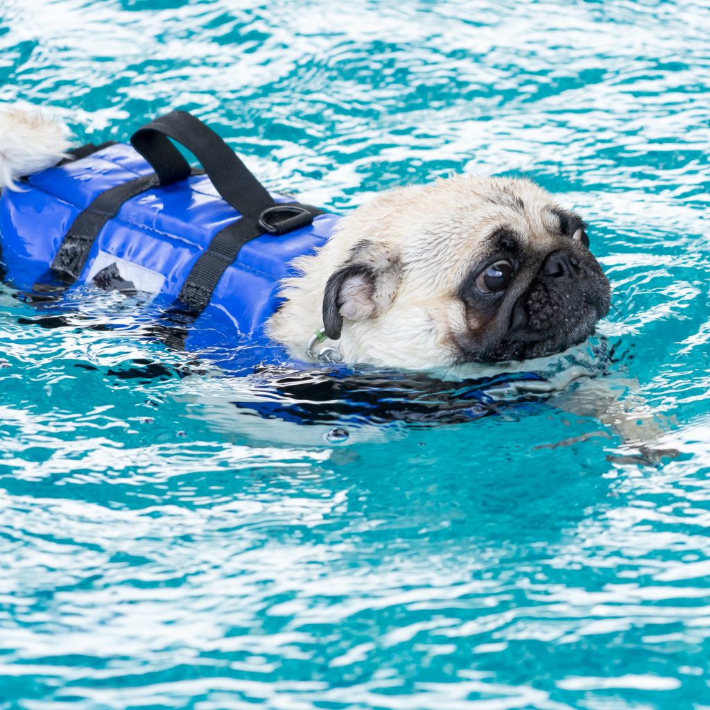 Swimming Pug