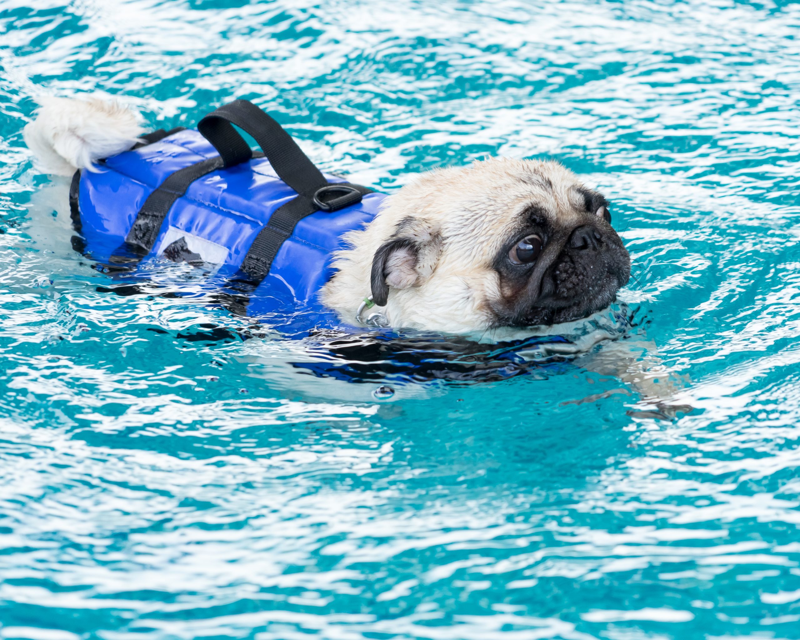 Swimming Pug | Kooky Pugs