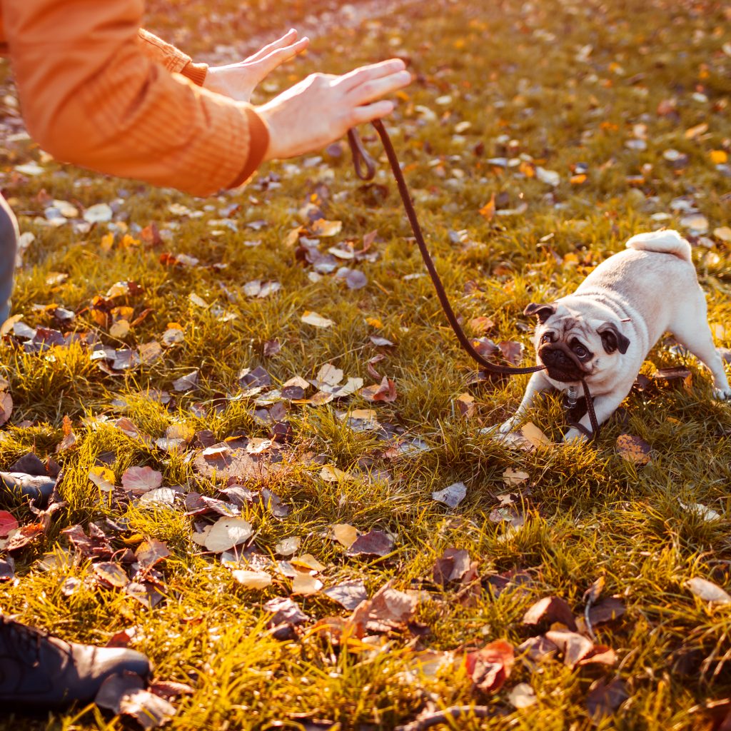 Teaching Pug to Stay