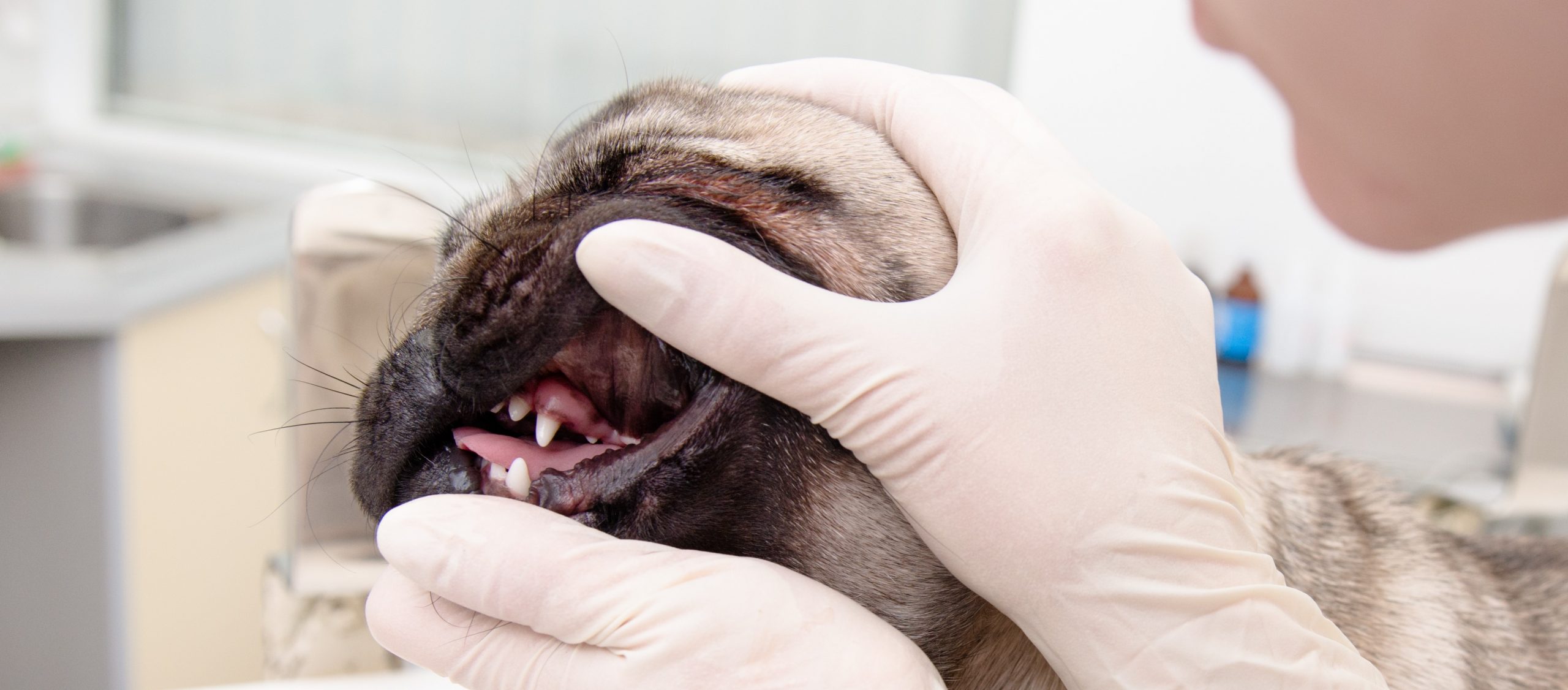 Pug for dental cleaning