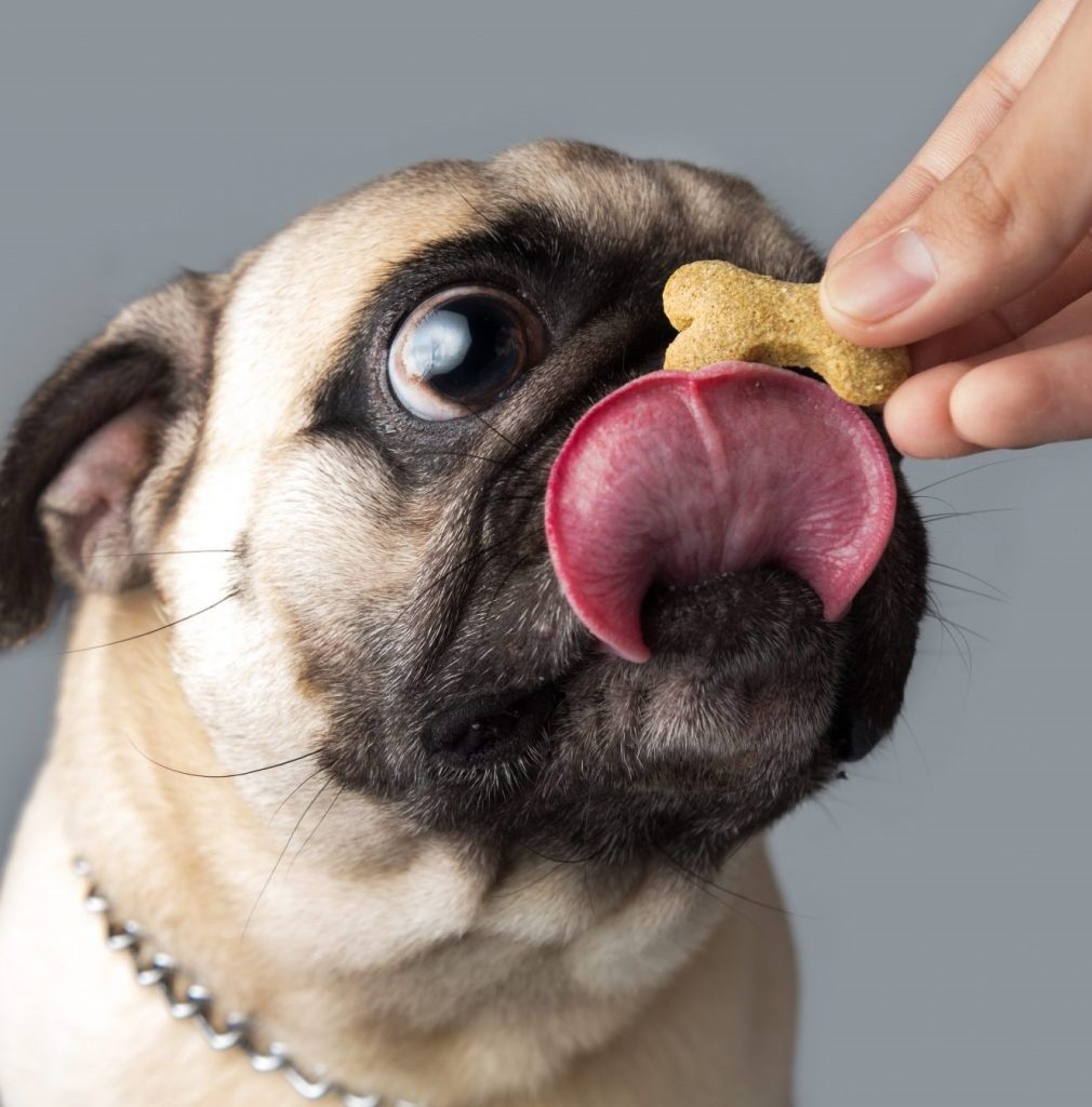 Treat-for-Pug