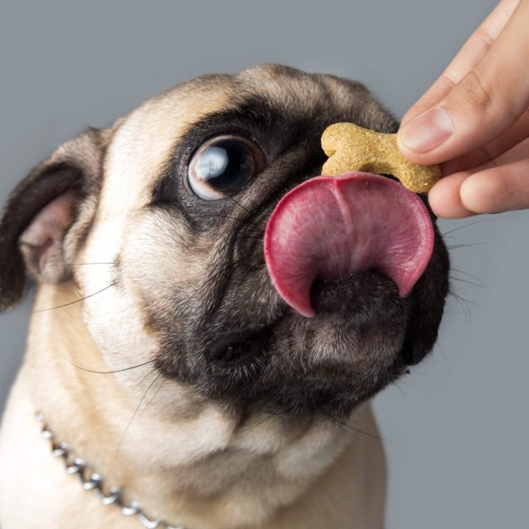 Treat-for-Pug-cropped | Kooky Pugs