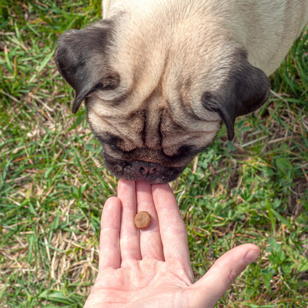 Treat in hand