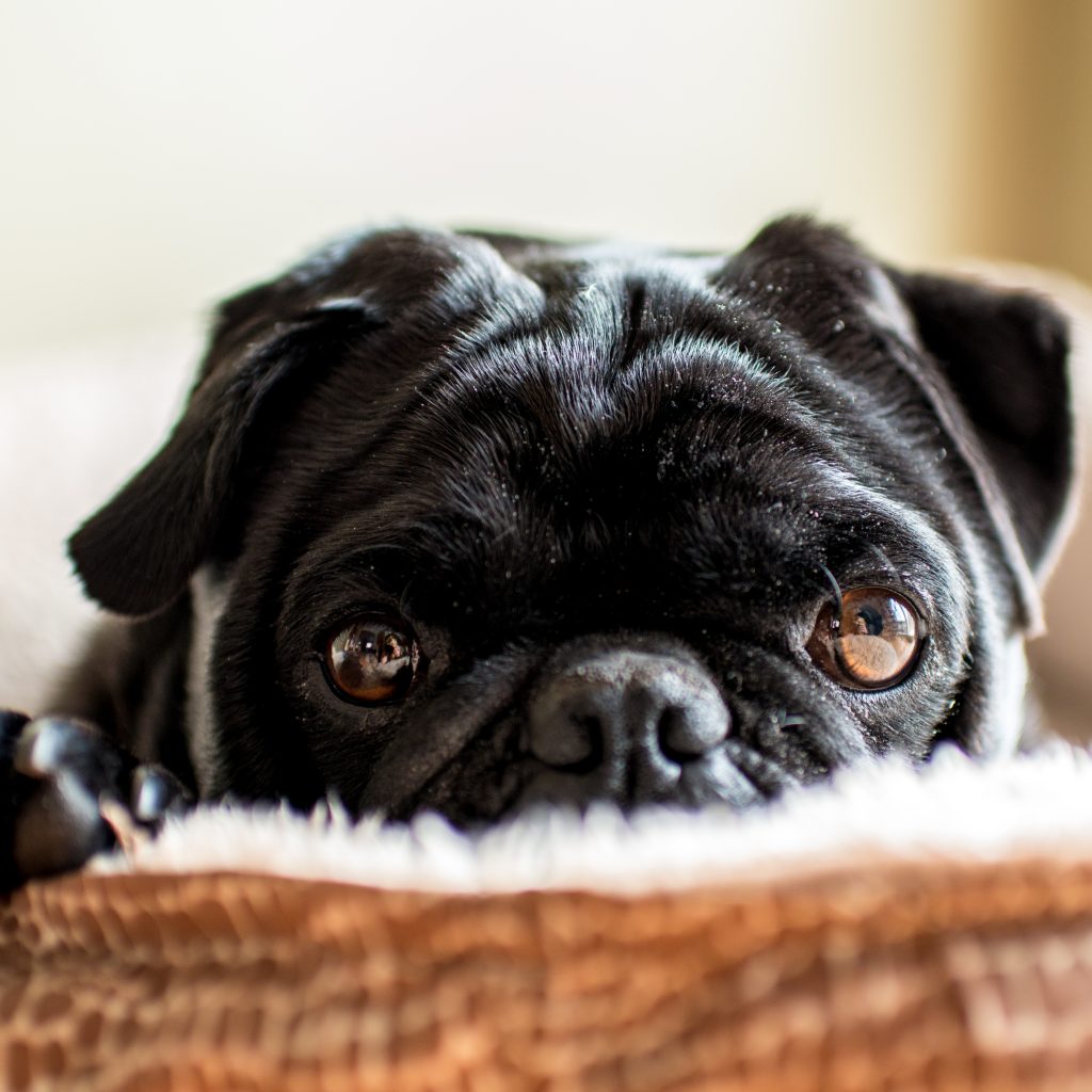 Up Close Black Pug