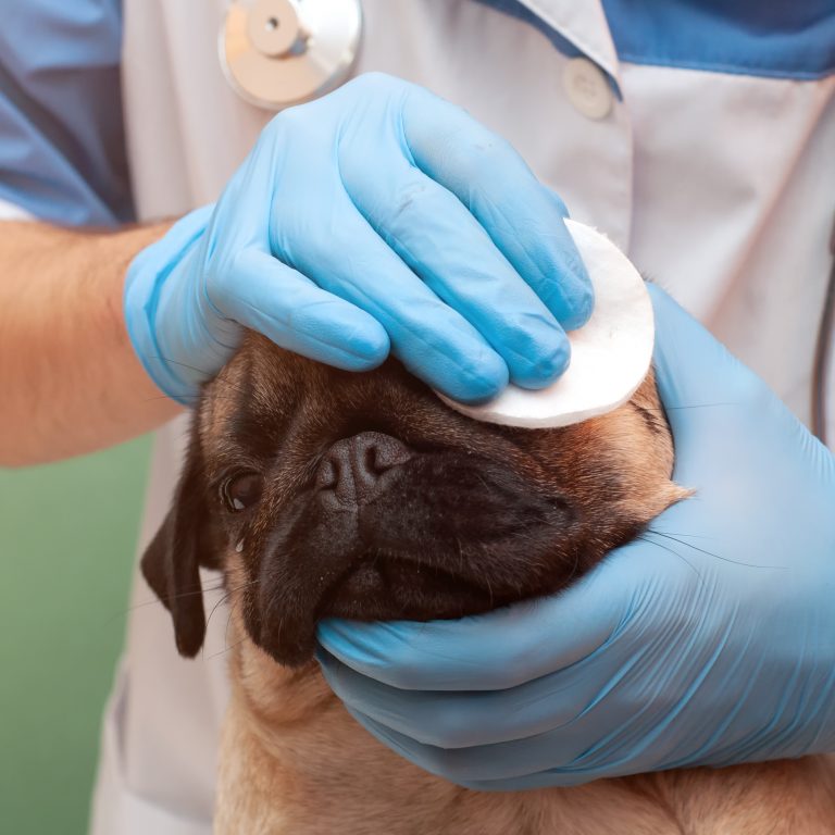 Can Pug Eyes Pop Out? Really??!! Kooky Pugs